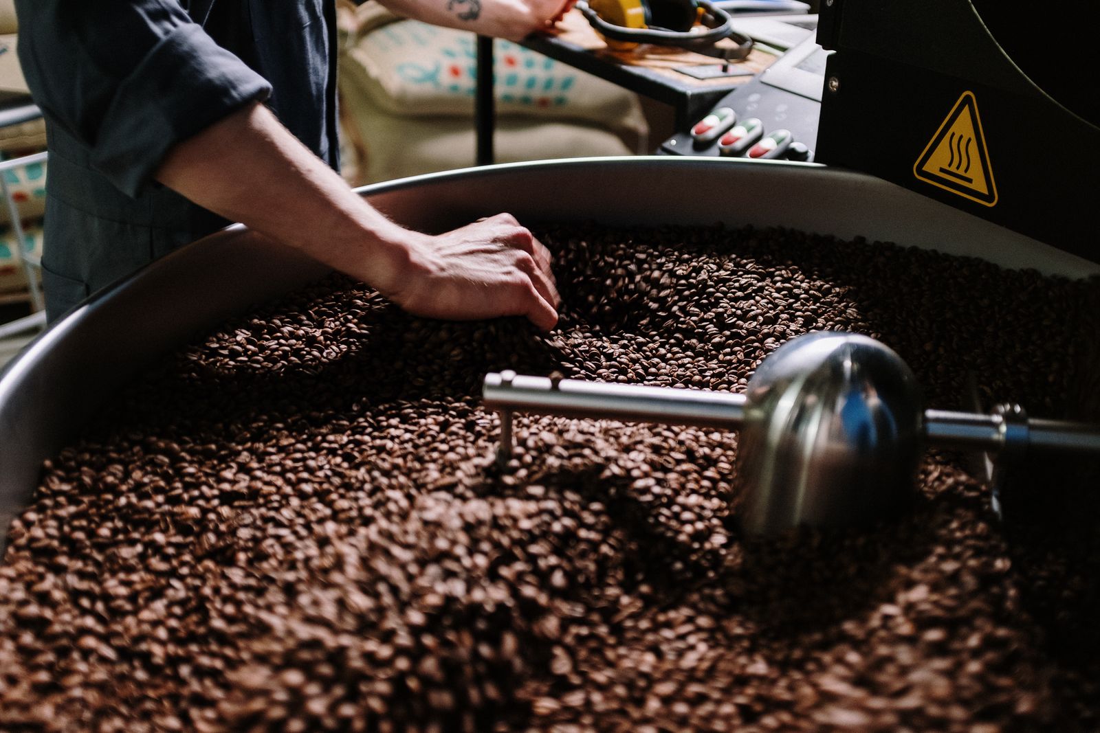 Roaster sampling freshly roasted beans from the cooling tray before cupping